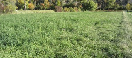 Terrain agricole – T1527 Terrain agricole – T1527