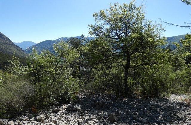 Parcelle de terrain non constructible – T1708 – VEYNES 05400 Parcelle de terrain non constructible – T1708 – VEYNES 05400
