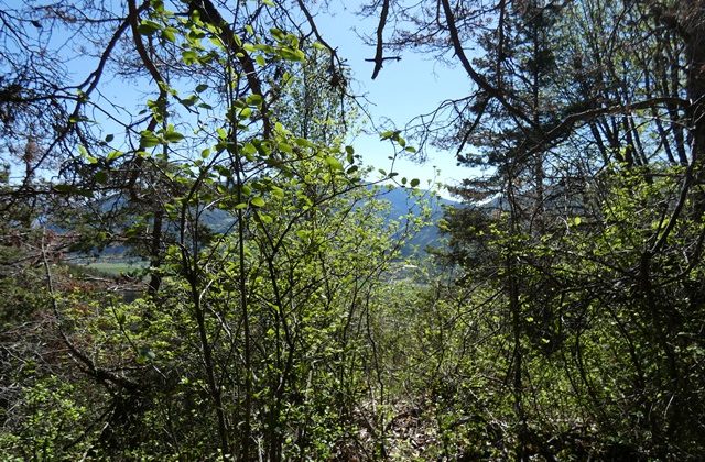 Parcelle de terrain non constructible – T 1709 – VEYNES 05400 Parcelle de terrain non constructible – T 1709 – VEYNES 05400